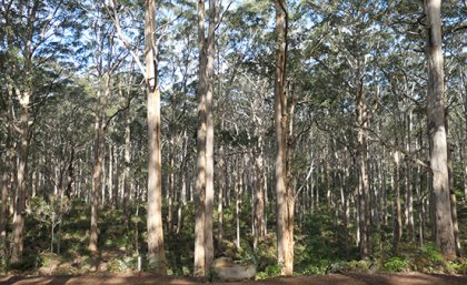 Tall trees in a forest